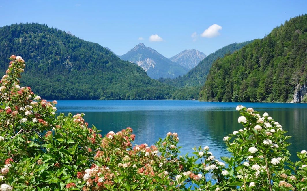 Flowers in front of a lake, with mountains in the background
