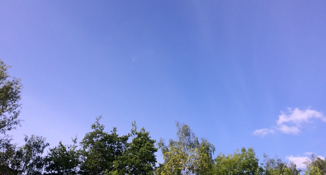 Picture shows the sky from below lined with the tops of trees. It is clear blue with only the tiniest fluffy blue cloud.
