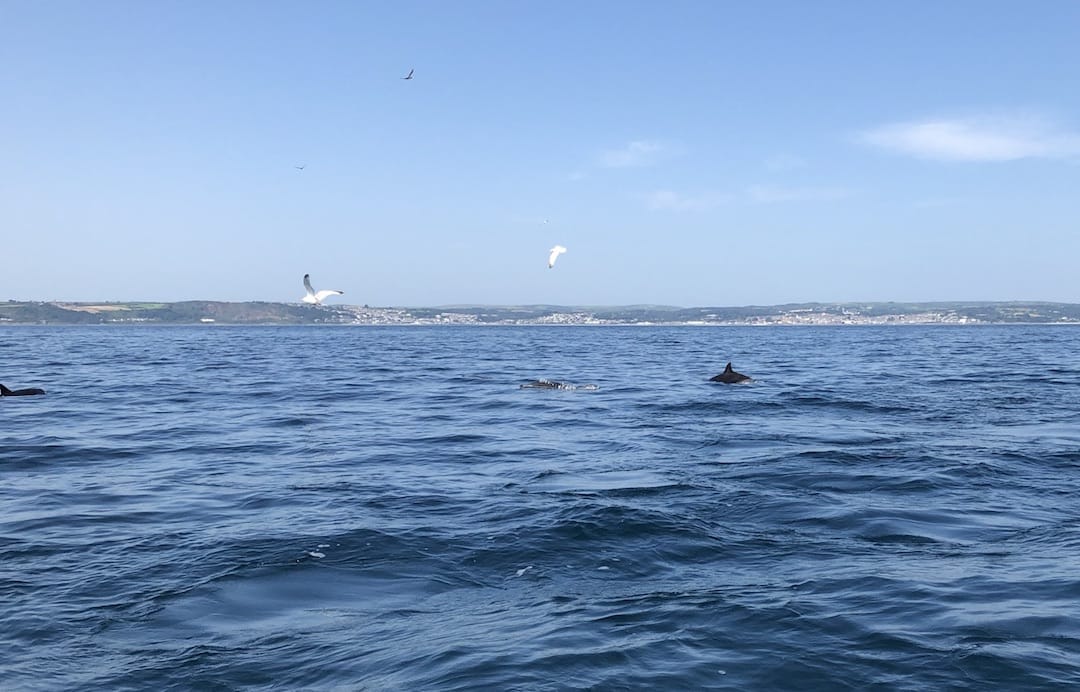 Image shows a close up of the blue sea and three dolphins swimming