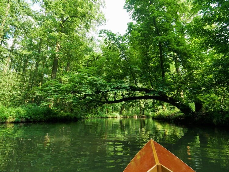 Picture shows the tip of a kayak with a lush green river in front. Trees line both sides of the river and their green is reflected in the water. Dappled sun comes through the canopy. 