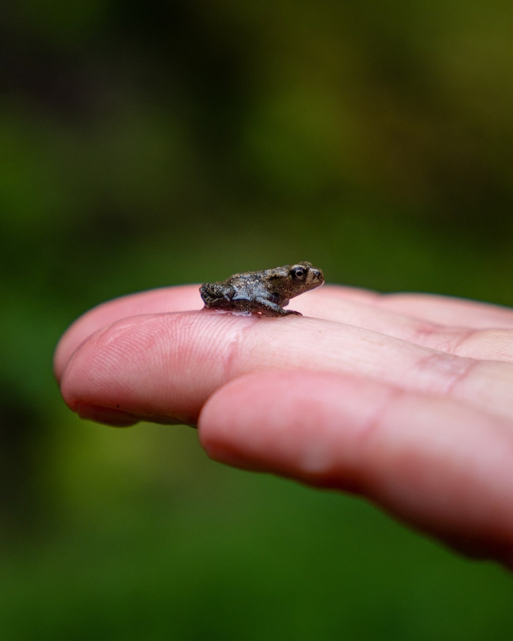 Picture shows a tiny frog resting on someones hand. In the background is blurred greenery. 