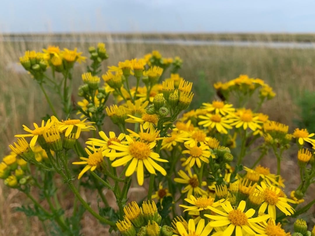 Image shows yellow ragwort at Orford Ness
