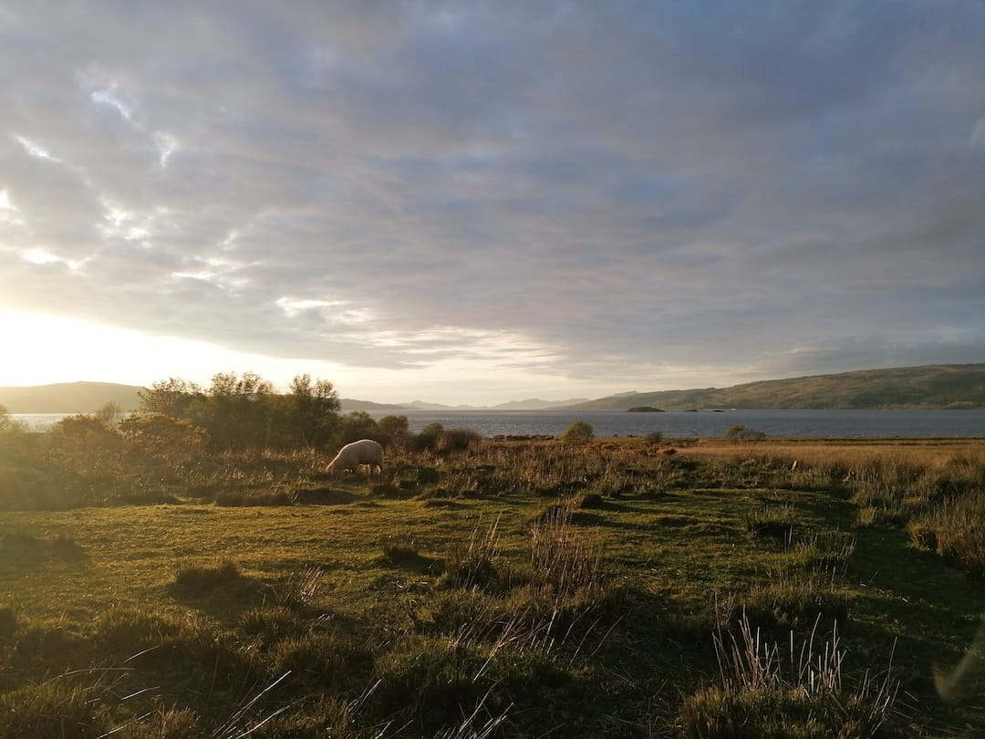 There's a low sun over a field with sheep